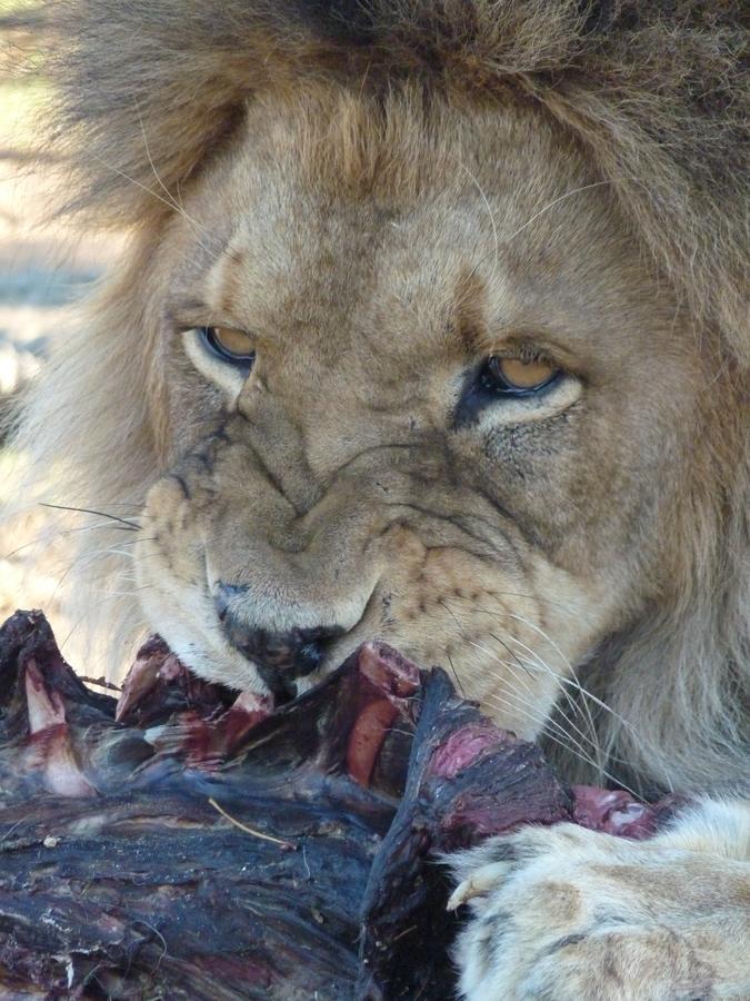 Boskoppie Lion & Tiger Reserve Kroonstad Exterior photo