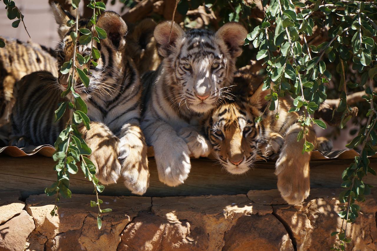 Boskoppie Lion & Tiger Reserve Kroonstad Exterior photo
